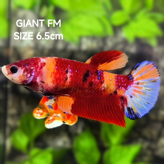 Nemo Koi JUMBO GIANT HMPK Betta Fish Female