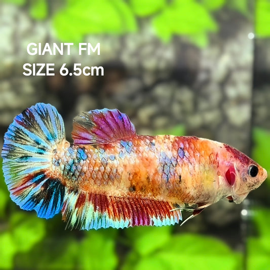 Multicolor Metalic JUMBO GIANT HMPK Betta Fish Female