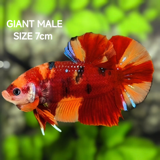 Nemo Koi JUMBO GIANT HMPK Betta Fish Male