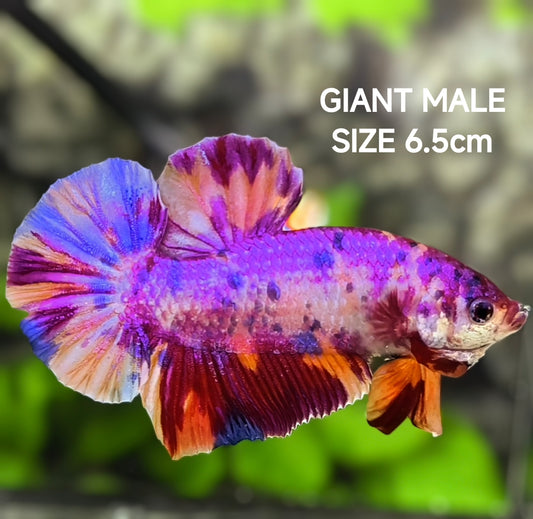 Multicolor Purple Candy JUMBO GIANT HMPK Betta Fish Male