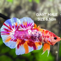 Multicolor Candy JUMBO GIANT Over HMPK Betta Fish Male