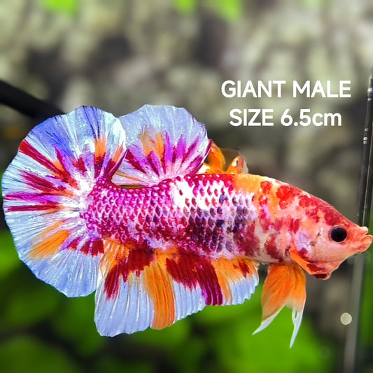 Multicolor Candy JUMBO GIANT Over HMPK Betta Fish Male