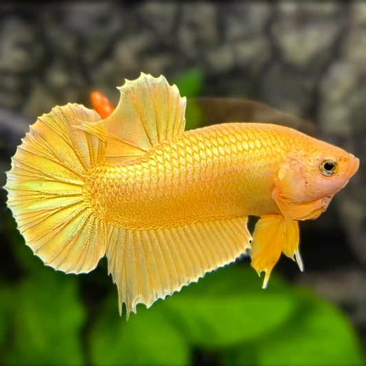 Solid Super Gold 24K HMPK Betta Fish Male #2