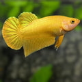 Solid Super Gold 24K HMPK Betta Fish Male #1