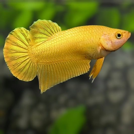 Solid Super Gold 24K HMPK Betta Fish Male #1