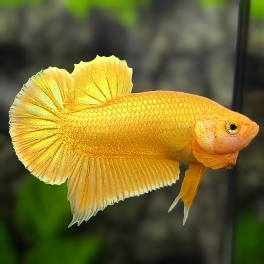 Solid Super Gold 24K HMPK Betta Fish Male #3