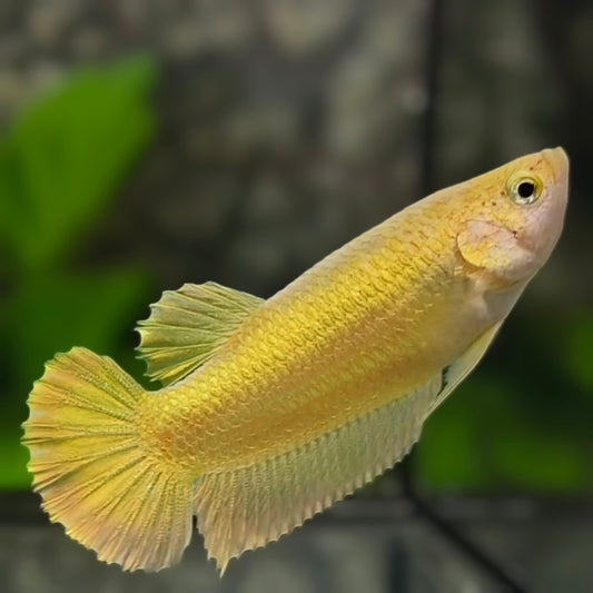 Solid Super Gold 24K HMPK Betta Fish Female For Sorority / Breed