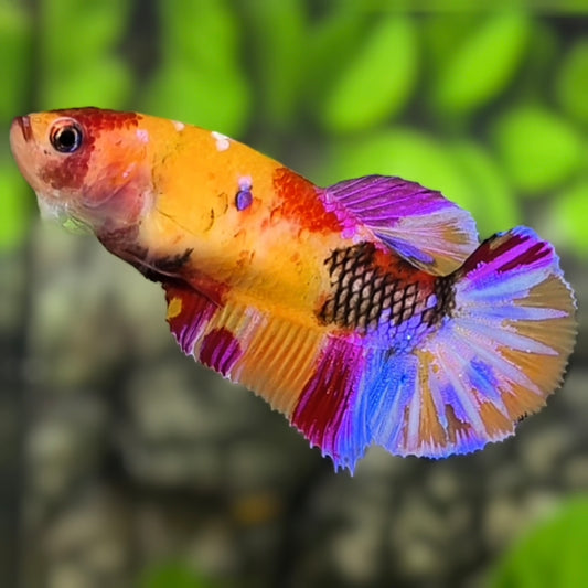 Multicolor Yellowbase Candy Purple Galaxy HMPK Betta Fish Female For Sorority / Breed