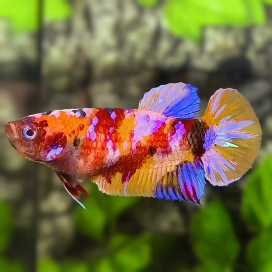 Multicolor Candy Pink Galaxy HMPK Betta Fish Female For Sorority / Breed