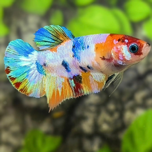 Multicolor HMPK Betta Fish Female For Sorority / Breed