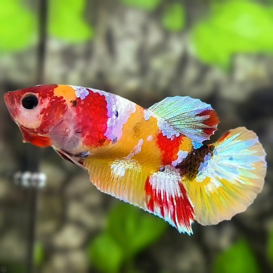 Multicolor Yellowbase Galaxy HMPK Betta Fish Female For Sorority / Breed
