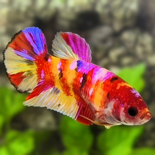 Multicolor Yellowbase Candy Galaxy HMPK Betta Fish Female For Sorority / Breed