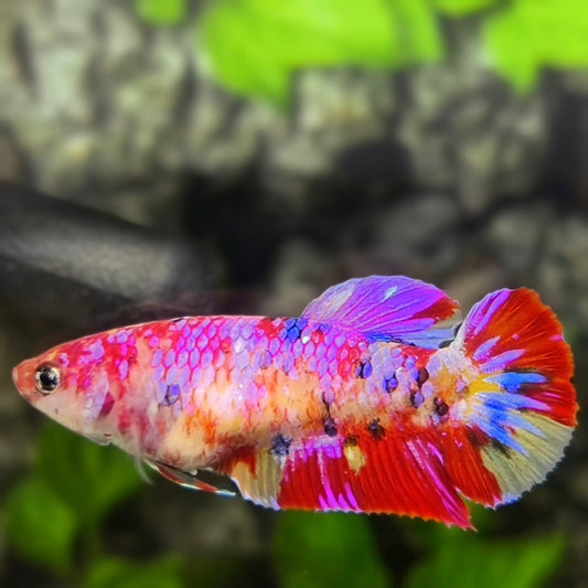 Multicolor Candy Purple Pink Galaxy HMPK Betta Fish Female For Sorority / Breed