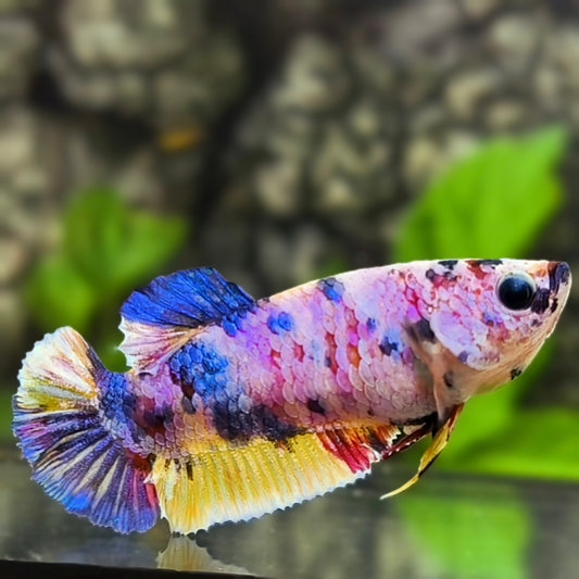 Multicolor Pink Candy HMPK Betta Fish Female For Sorority / Breed