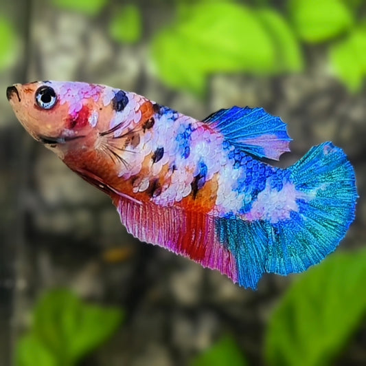 Multicolor Galaxy HMPK Betta Fish Female For Sorority / Breed