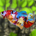 Multicolor Galaxy HMPK Betta Fish Female For Sorority / Breed