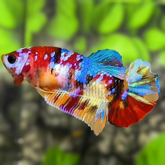 Multicolor Galaxy HMPK Betta Fish Female For Sorority / Breed