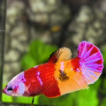 Multicolor Candy Pink Nemo Koi HMPK Betta Fish Female For Sorority / Breed
