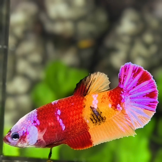Multicolor Candy Pink Nemo Koi HMPK Betta Fish Female For Sorority / Breed