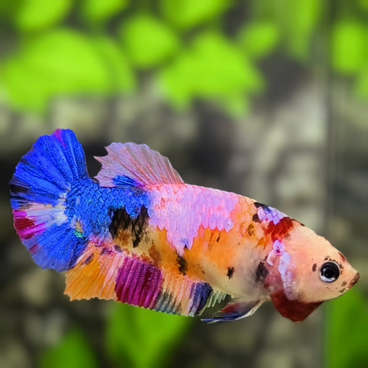 Multicolor Pink Candy Monkey Face HMPK Betta Fish Female For Sorority / Breed