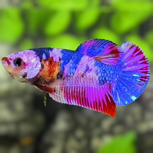 Multicolor Candy HMPK Betta Fish Female For Sorority / Breed
