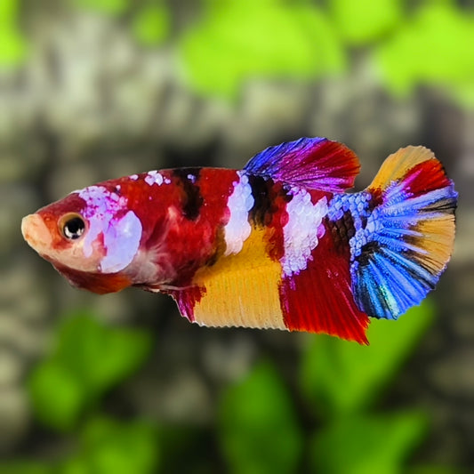 Multicolor Galaxy HMPK Betta Fish Female For Sorority / Breed