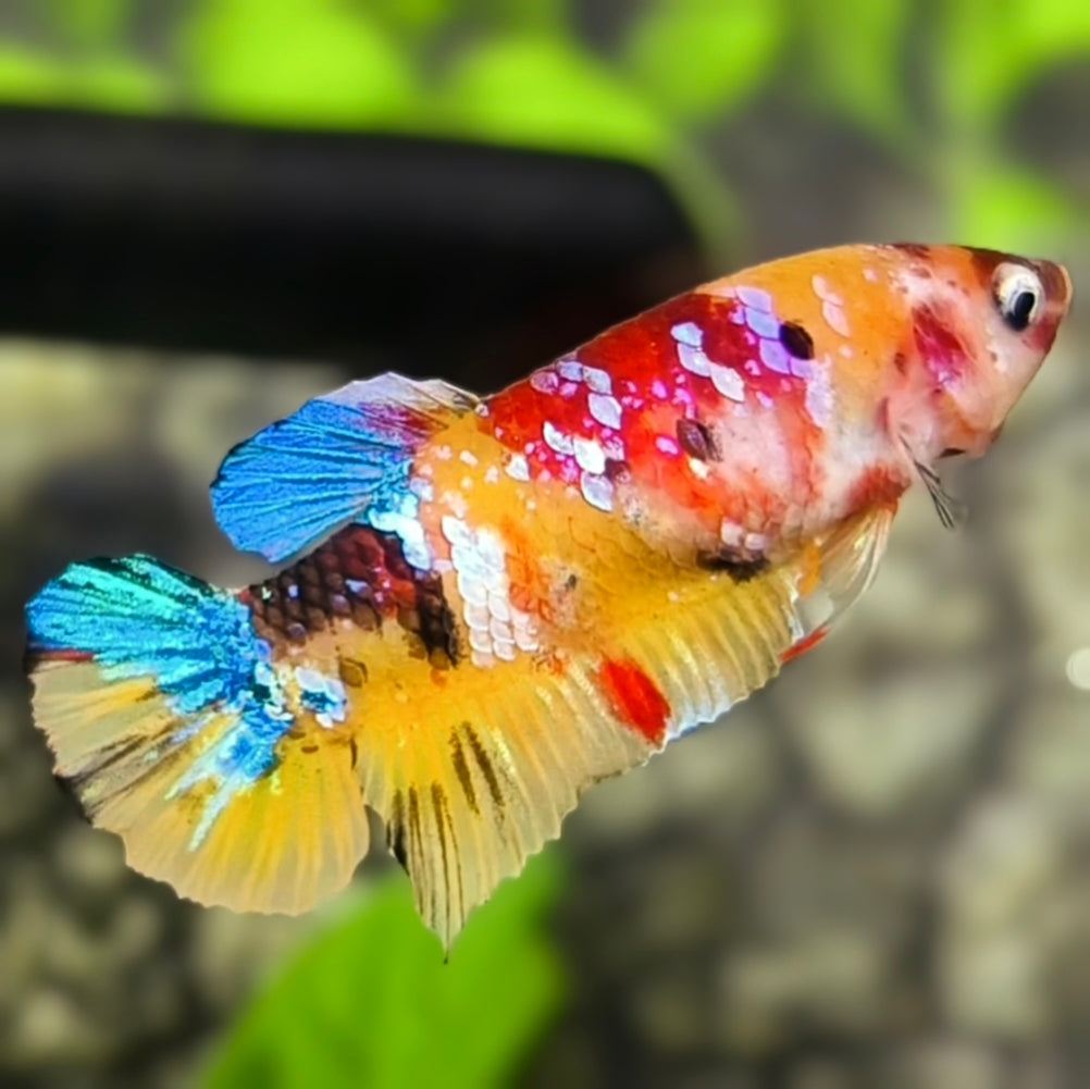Yellowbase Multicolor Galaxy HMPK Betta Fish Female For Sorority / Breed