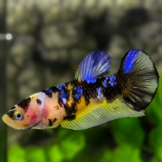 Yellow Black Tiger Galaxy HMPK Betta Fish Female For Sorority / Breed