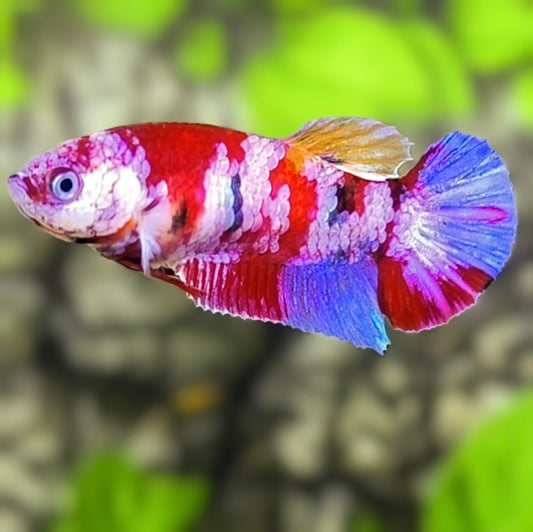Multicolor Purple Pink Candy Galaxy HMPK Betta Fish Female For Sorority / Breed