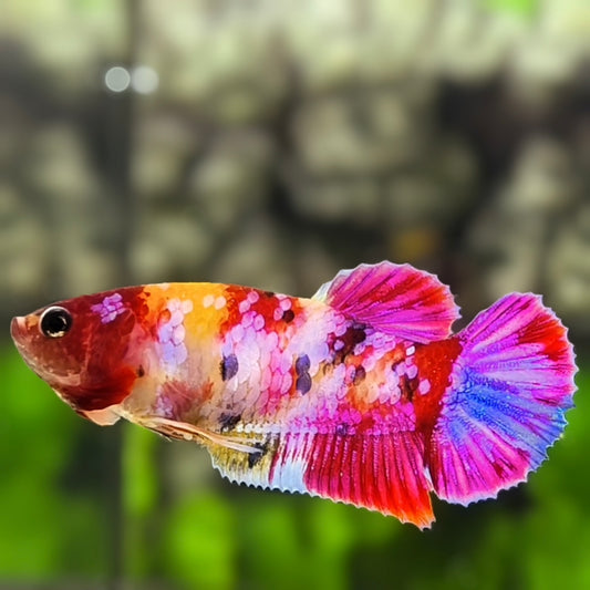Multicolor Candy Pink Galaxy HMPK Betta Fish Female For Sorority / Breed