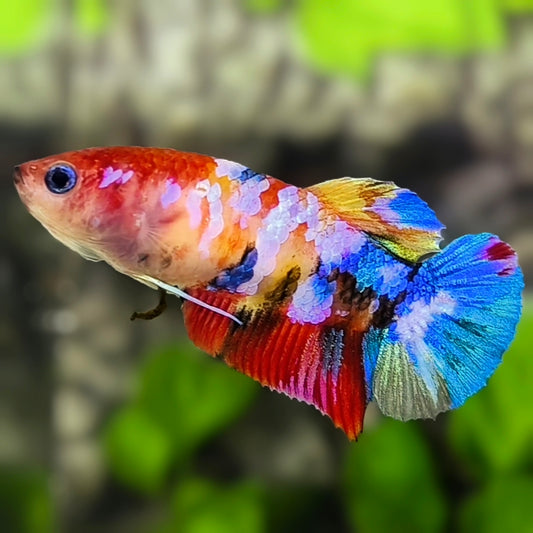 Multicolor Galaxy HMPK Betta Fish Female For Sorority / Breed
