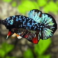 Avatar Blackstar Turquoise HMPK Betta Fish Male