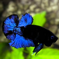 Avatar Blue Black Light HMPK Betta Fish Male