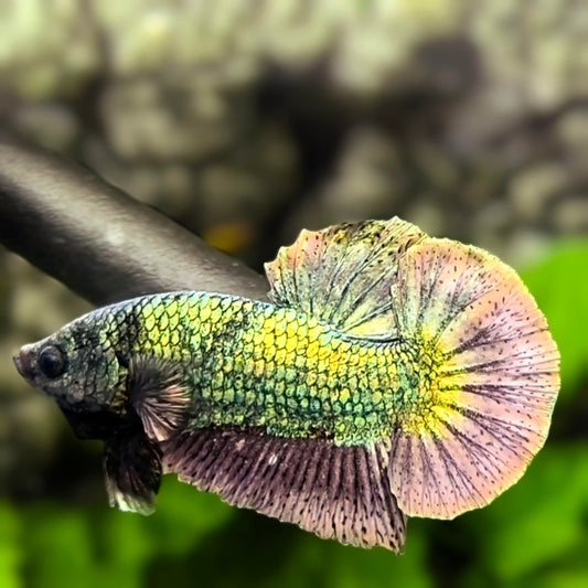 Solid Copper Green Gold HMPK Betta Fish Male