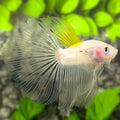 Yellow Koi Tancho Halfmoon Betta Fish Male