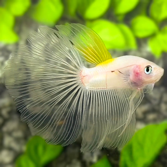 Yellow Koi Tancho Halfmoon Betta Fish Male