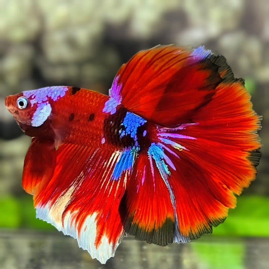 Multicolor Red Koi Galaxy Halfmoon Betta Fish Male