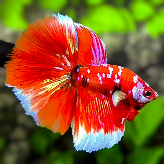 Red Koi Pink Galaxy Halfmoon Betta Fish Male