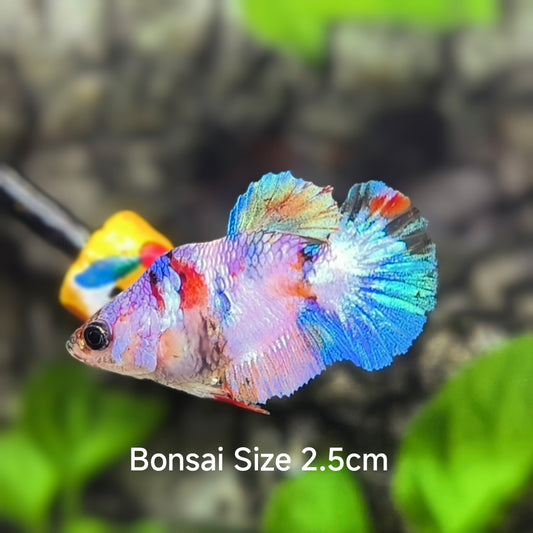 Unique Rare Bonsai Multicolor Candy HMPK Betta Fish Male
