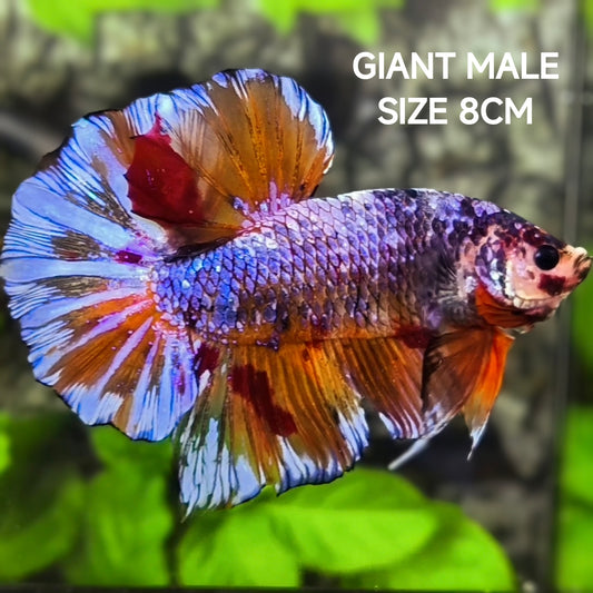 Multicolor Purple Pink Candy JUMBO GIANT HMPK Betta Fish Male