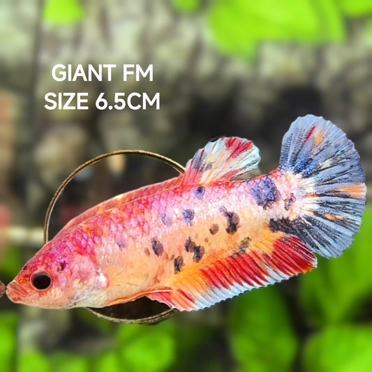 Multicolor Candy JUMBO GIANT HMPK Betta Fish Female