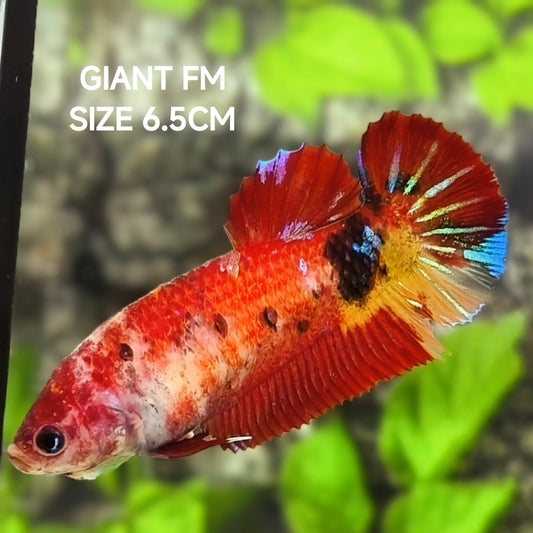 Red Koi JUMBO GIANT HMPK Betta Fish Female