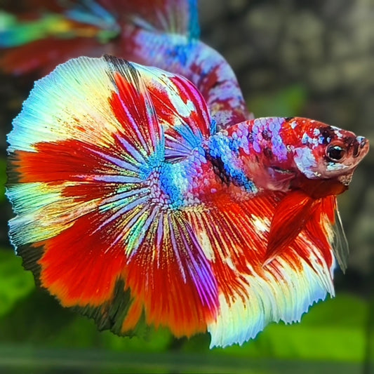 Multicolor Galaxy Halfmoon Betta Fish Male