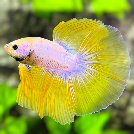 Yellow Pink Fancy Halfmoon Betta Fish Male