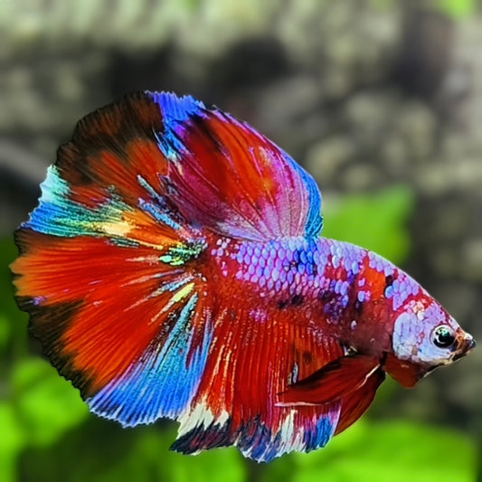 Multicolor Red Galaxy Halfmoon Betta Fish Male
