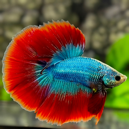 Turquoise Red Mascot Butterfly Halfmoon Betta Fish Male
