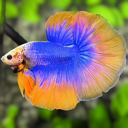 Purple Orange Mascot Butterfly Halfmoon Betta Fish Male