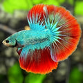 Turquoise Red Mascot Butterfly Halfmoon Betta Fish Male