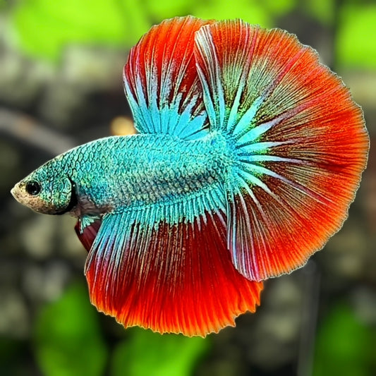 Turquoise Red Mascot Butterfly Halfmoon Betta Fish Male