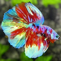 Multicolor Galaxy Barongsai Halfmoon Betta Fish Male